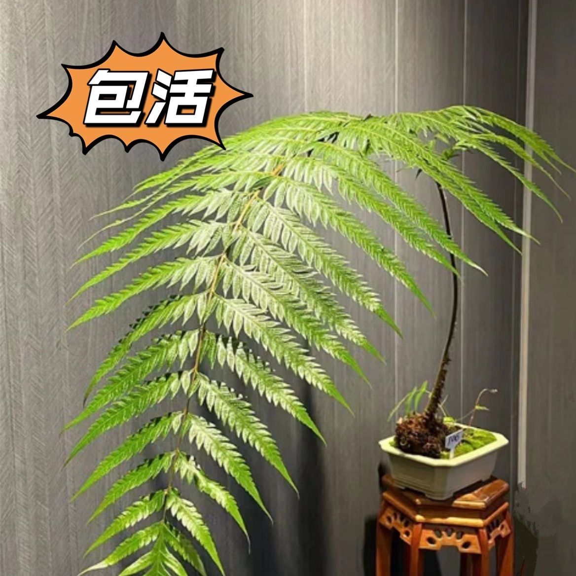 一叶蕨客厅观叶净化空气老桩盆栽