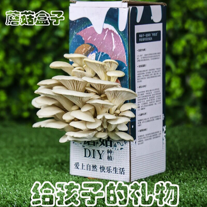 蘑菇盒子diy手工菌包平菇菌种食用菌家庭种植儿童礼品菌菇包