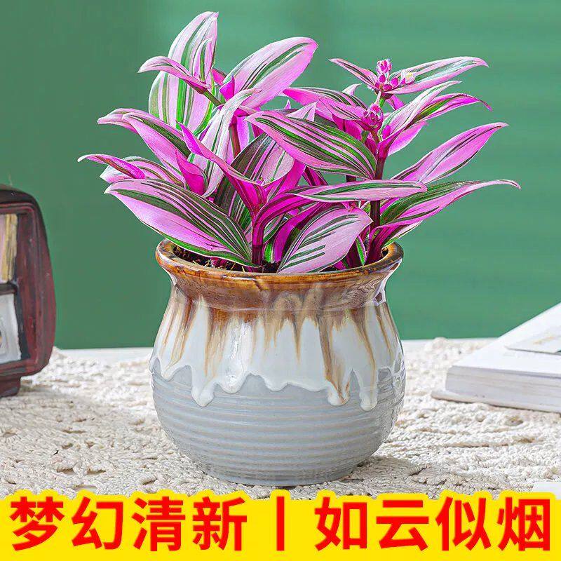 油画婚礼室内盆栽胭脂云绿植开花吊兰客厅阳台桌面花卉好养植物