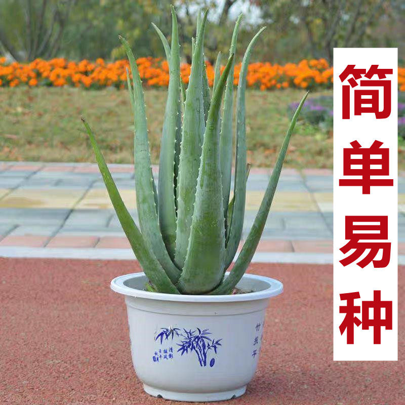 库拉索芦荟植物叶片苗