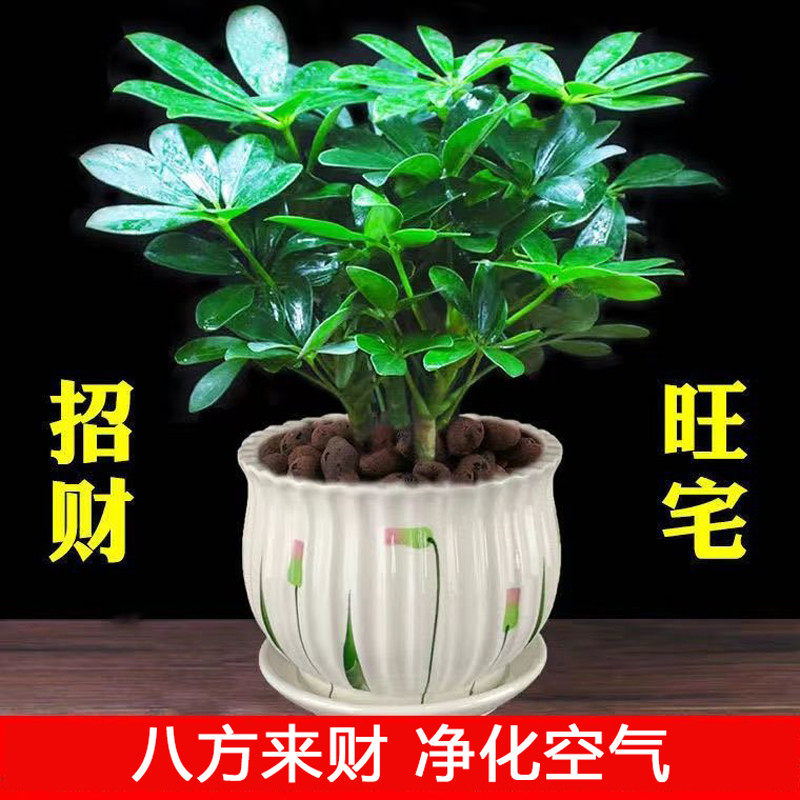 八方来财鸭脚木盆栽室内客厅阳台桌面绿植水培七叶莲肥料四季常青