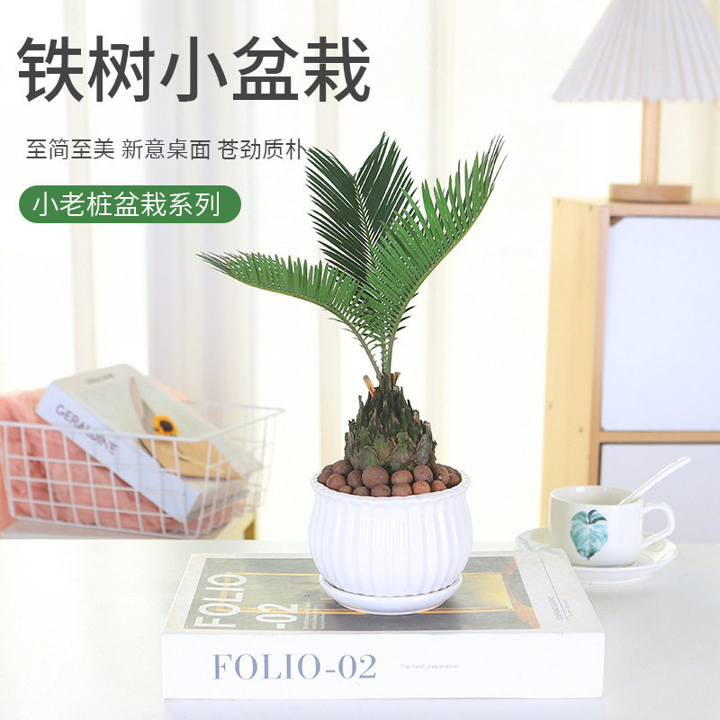 水培植物小铁树室内盆栽苏铁卧室客厅好养植物净化空气办公室花卉