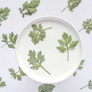 蒿子叶 幼儿园小学生手工树叶贴画植物标本干花压花手机壳书签