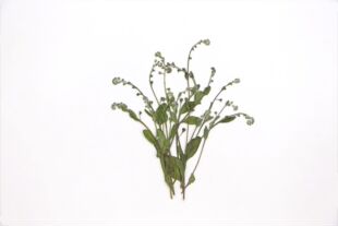 新品植物标本滴胶书签diy材料相框台灯压花勿忘草野生干花干草装