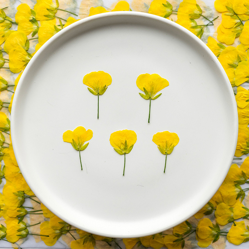 油菜花头 干花植物标本压花押花dried flower真树叶真花树叶贴画