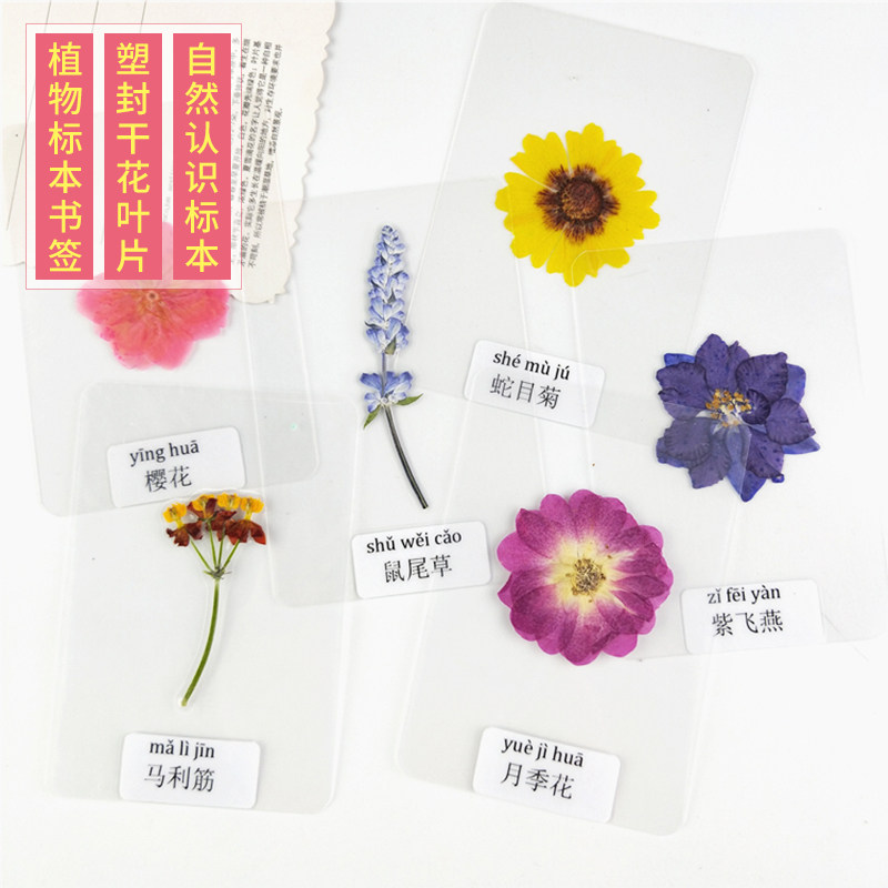 带标签植物标本书签过塑 小学生认识自然  干花书签 树叶书签塑封