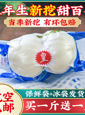 兰州百合新挖新鲜甜百合500g食用白合甘肃特产非干货特级生百合干