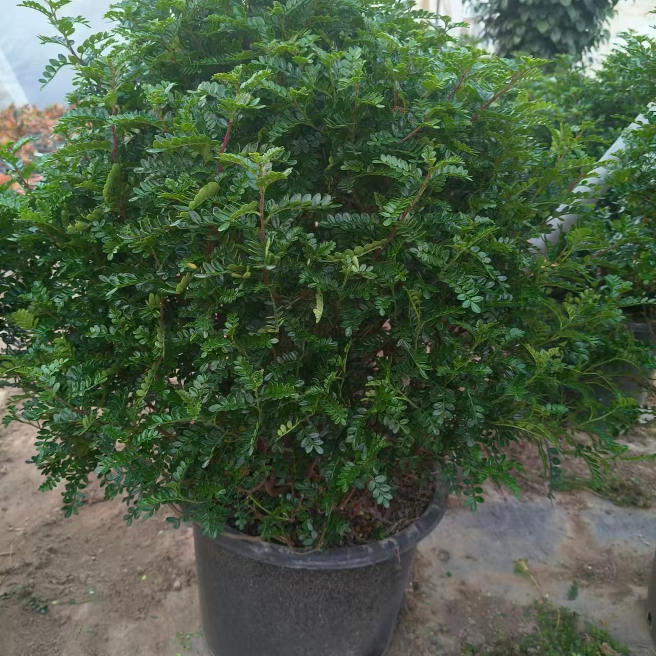 清香木胡椒木老桩盆栽驱蚊烘培食用四季常青耐热耐寒好养易活