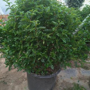 清香木胡椒木老桩盆栽驱蚊烘培食用四季常青耐热耐寒好养易活