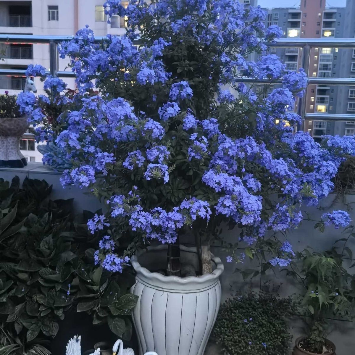 蓝雪花老桩棒棒糖1.3-1.5米高耐热耐寒勤花室内阳台庭院可爬藤