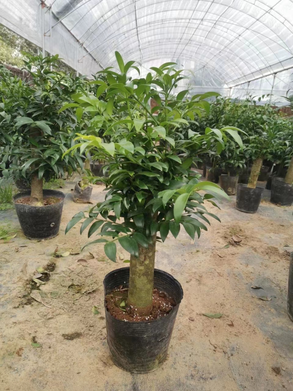 驱蚊精品竹柏老桩棒棒糖型盆栽好养易活耐热耐寒