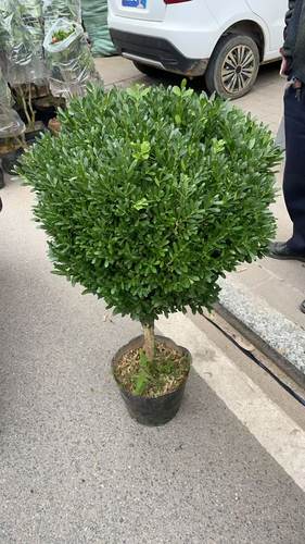 雀舌黄杨庭院阳台室内绿植植物四季常青绿化耐热耐寒好养易活老桩