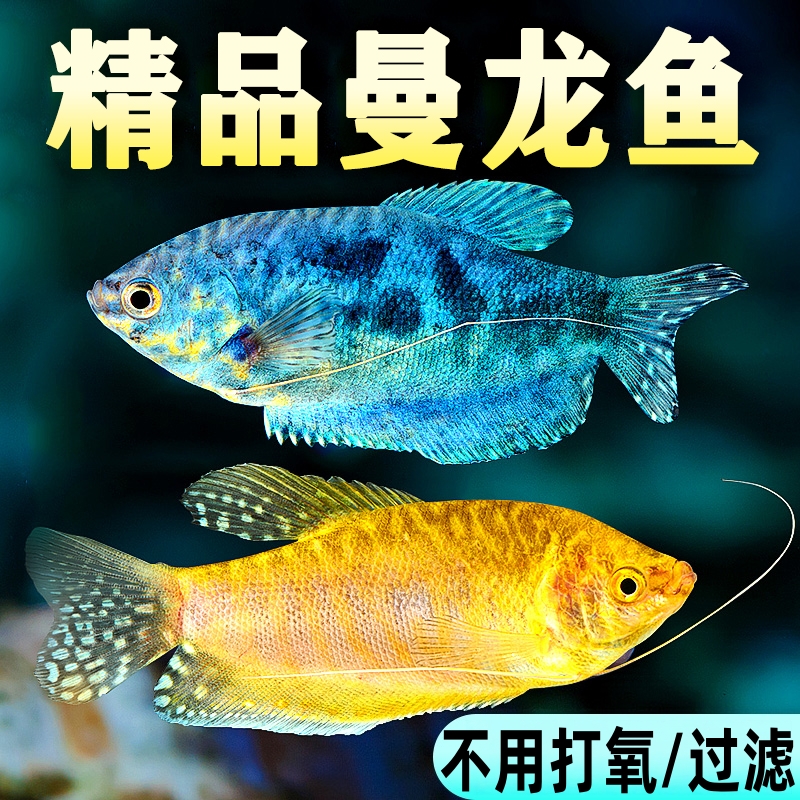 好养耐活无需打氧热带曼龙鱼