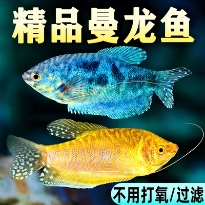 好养耐活无需打氧热带曼龙鱼
