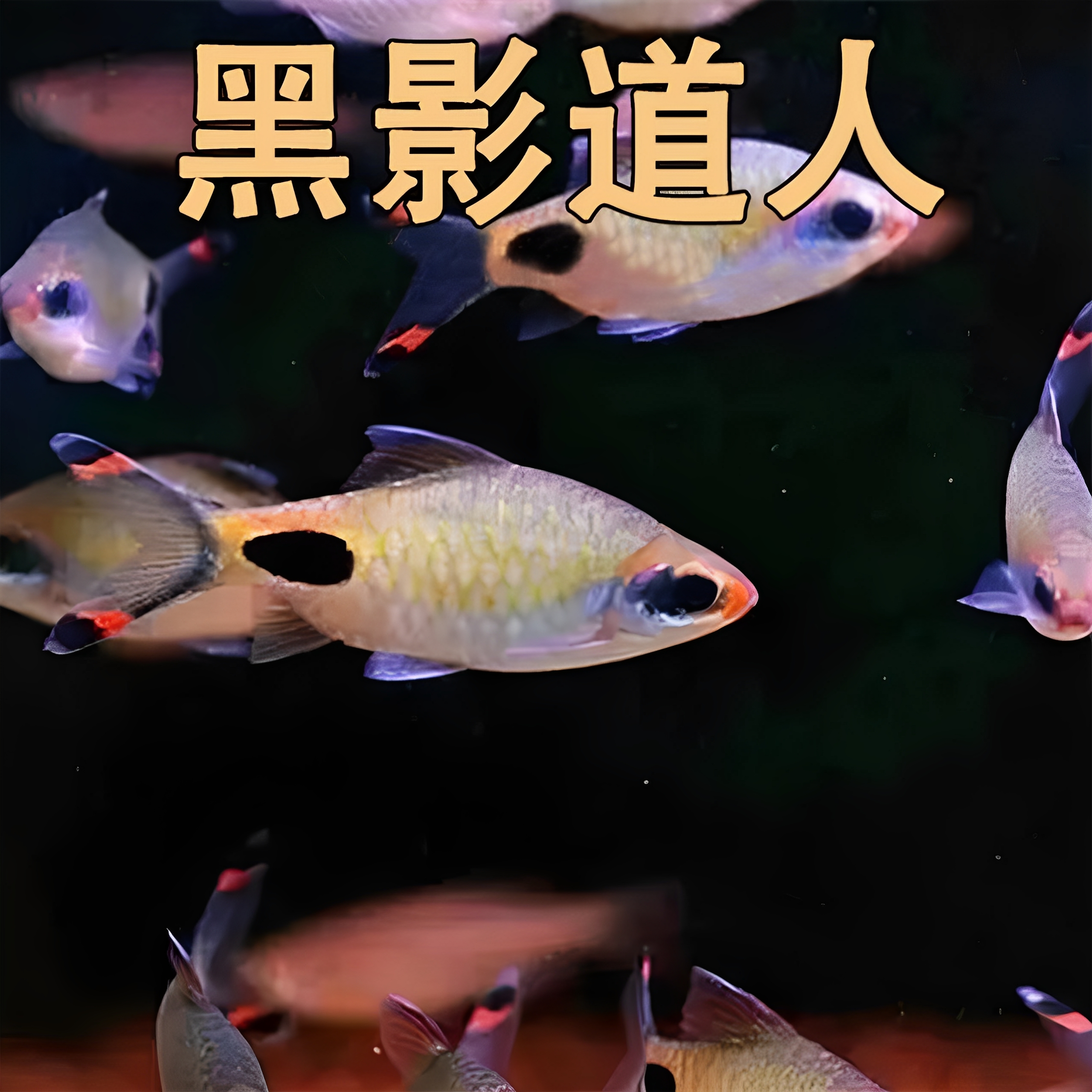 群游一眉道人鱼蓝线黑影道人鱼