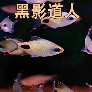 群游一眉道人鱼蓝线黑影道人鱼草缸之王热带灯科鱼淡水活体观赏鱼