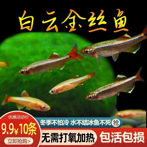冷水观赏鱼白云金丝鱼不加温不打氧好养耐活自来水小型原生鱼鱼苗