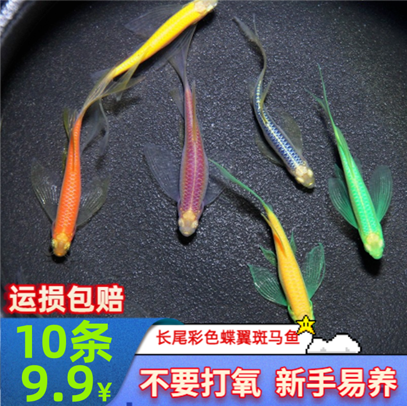 自来水可养蝶翼斑马鱼