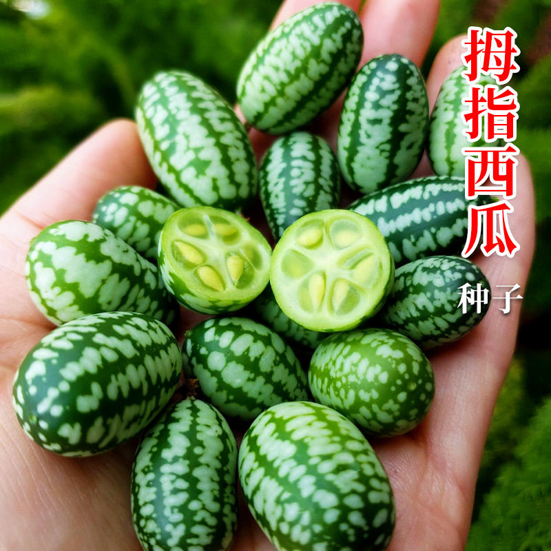 拇指西瓜种子超甜小西瓜种子四季播阳台盆栽小水果西瓜种籽种子