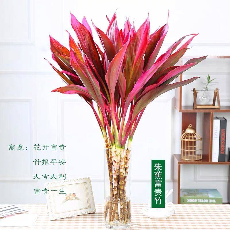 富贵竹水养冬季红细杆植物花卉