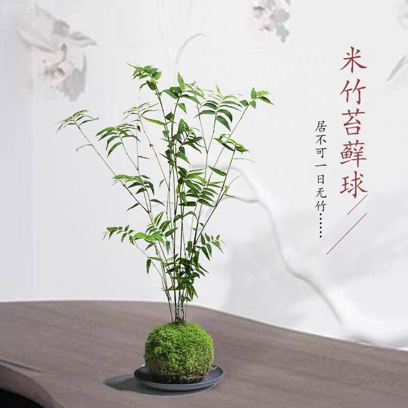 米竹盆景植物四季常绿驱蚊