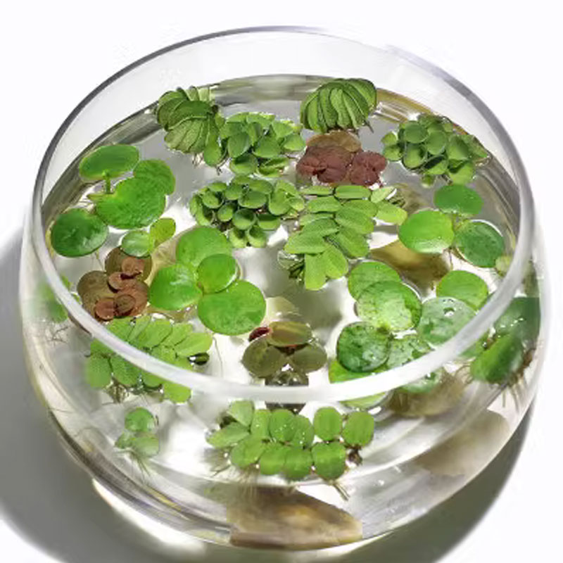 满水质微生植物族箱O3净化