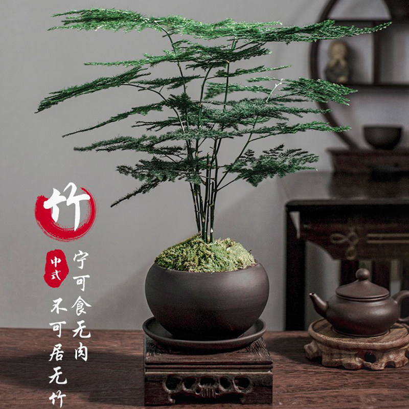 植物盆景绿代大型文竹云栽