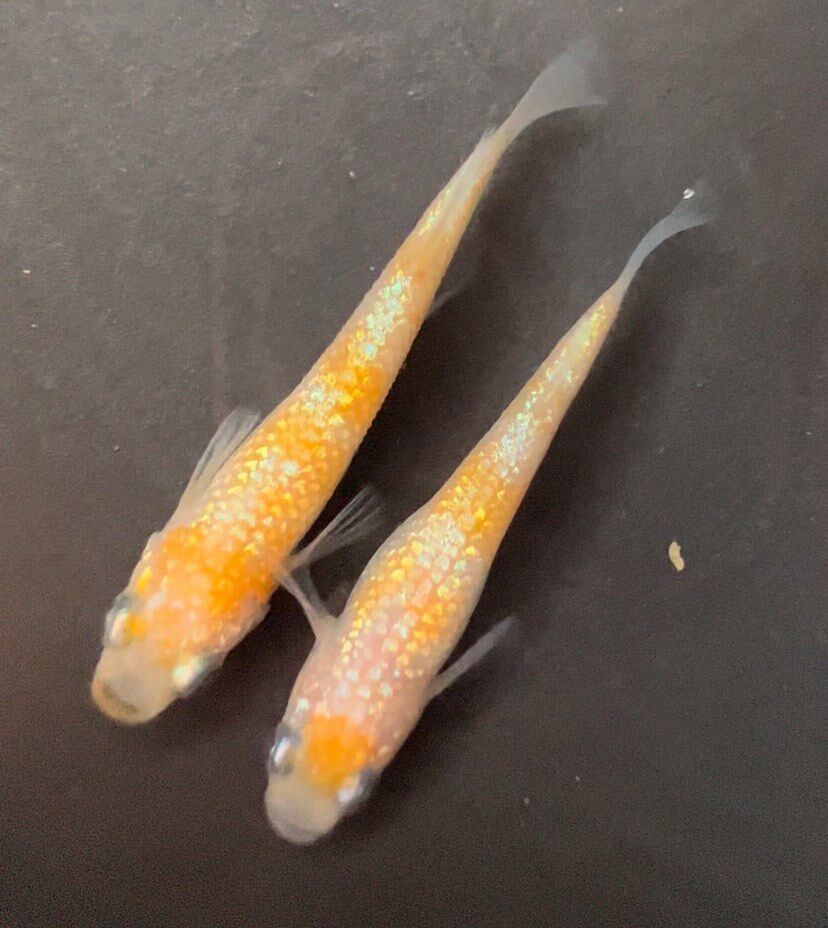 观背水青鳉锦鲤锦鳉冷鱼观鱼小金型淡水赏活体宠物魔法鱼鱼包邮