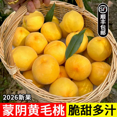 现货蒙阴大黄桃水果新鲜应当整箱