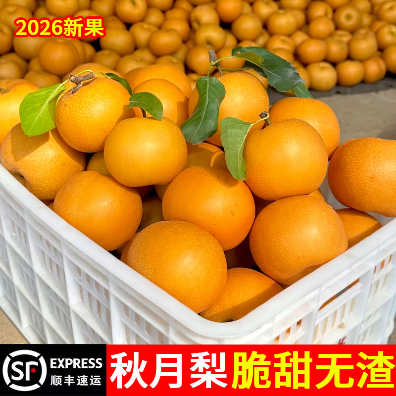 山东莱阳正宗秋月梨新鲜水果当季整箱梨子中秋礼盒孕妇羊脂冰糖梨