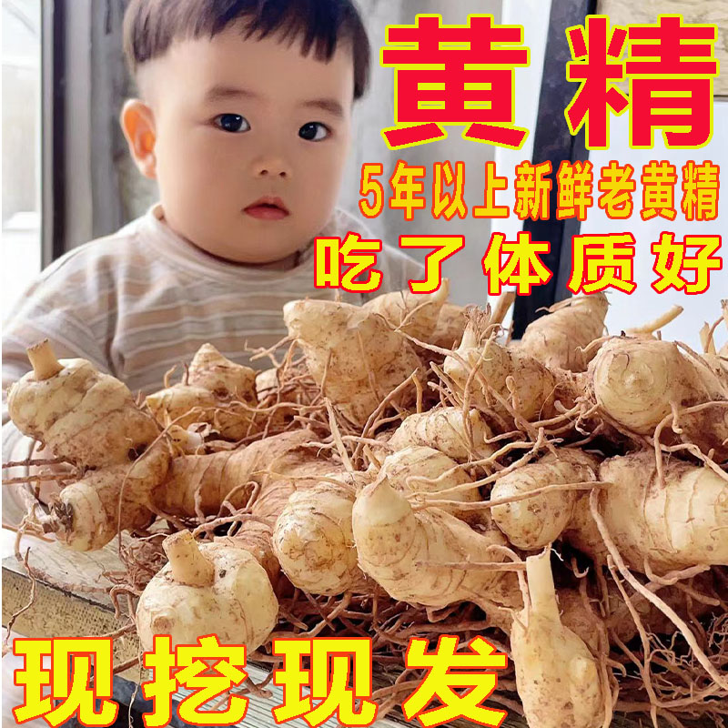 四川正宗食用新鲜黄精老虎姜型5-10年鸡头参老精中药材滋补品煲汤