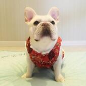 汉服巴哥宠物狗狗衣服棉马甲绒 红色唐装 法斗衣服秋冬装 新年加厚款