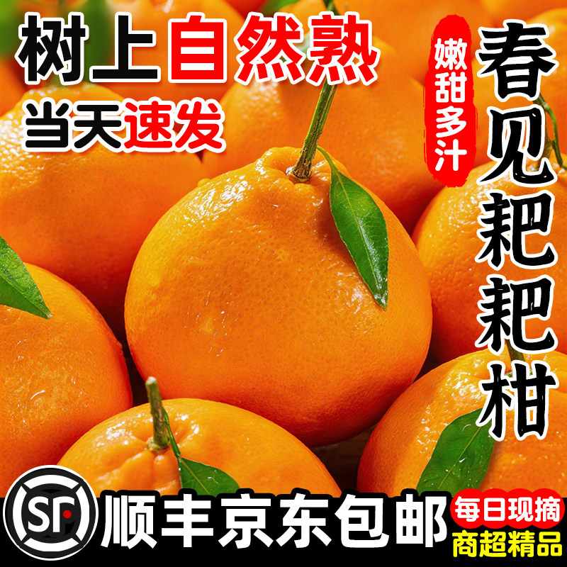 顺丰耙耙柑春见粑粑水果新鲜当季整箱现摘发货10斤正宗四川丑桔子