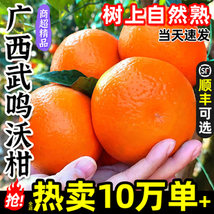 正宗广西武鸣沃柑新鲜10斤现摘时令大果礼盒柑橘当季整箱孕妇水果