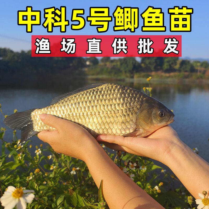 鲫鱼苗淡水养殖渔场直供批发价