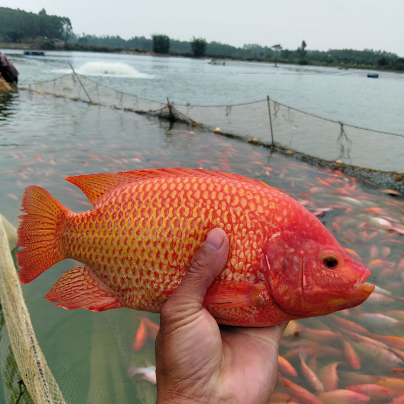 红罗非鱼苗彩虹雕豹纹红珍珠蜡红福寿鱼非洲鲫鱼淡水观赏食用批发