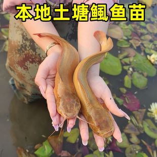塘鲺鱼苗批发塘角鱼苗皇妃一代本地土塘鲺八胡子鲶鱼淡水养殖食用