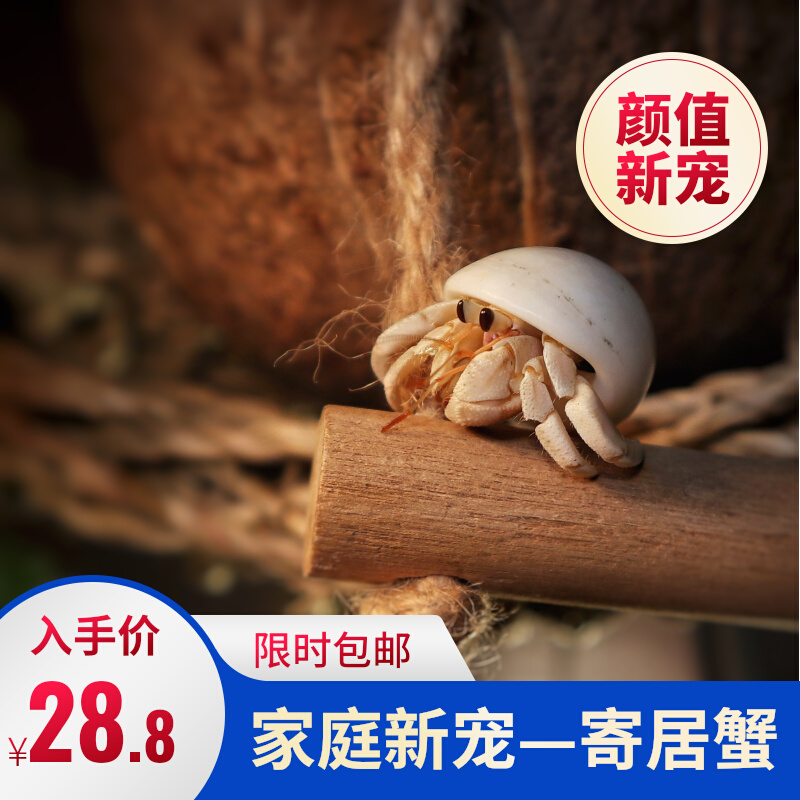 宠物小型好养耐活陆生寄居蟹x活物干净不臭懒人桌面人气观赏性动
