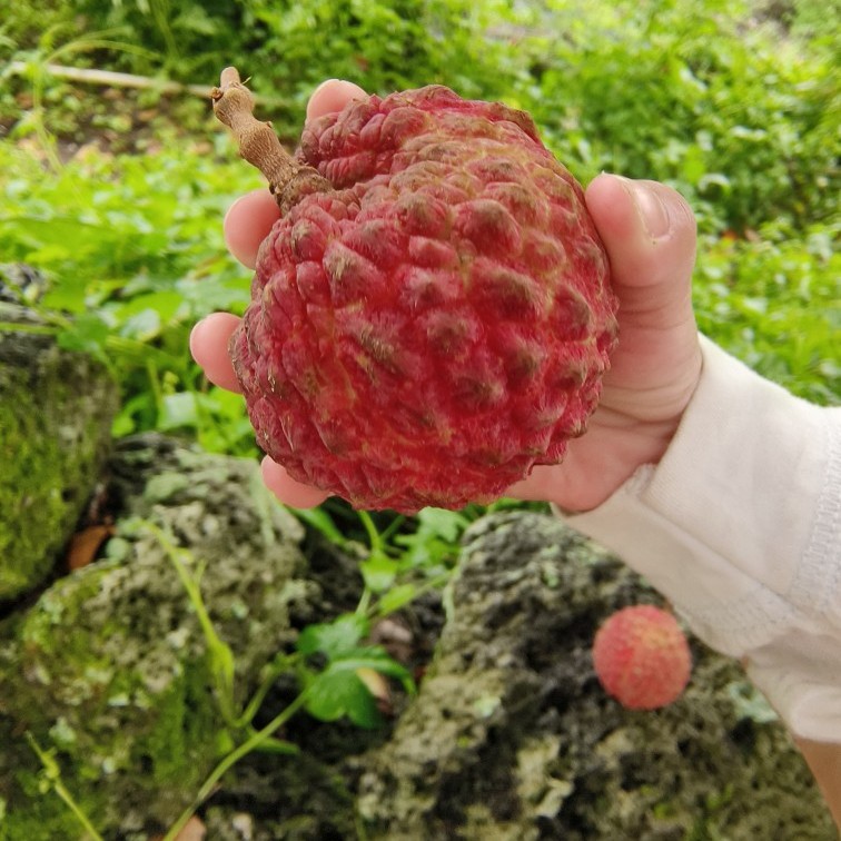 海南火山荔枝王果园直发超大孕妇水果当季鸡蛋大小新鲜水果