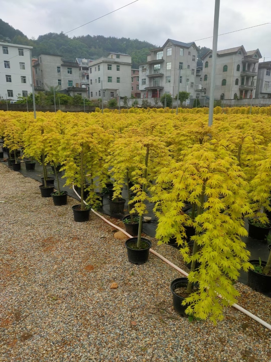 红枫芦岭枫树园枫树庭院