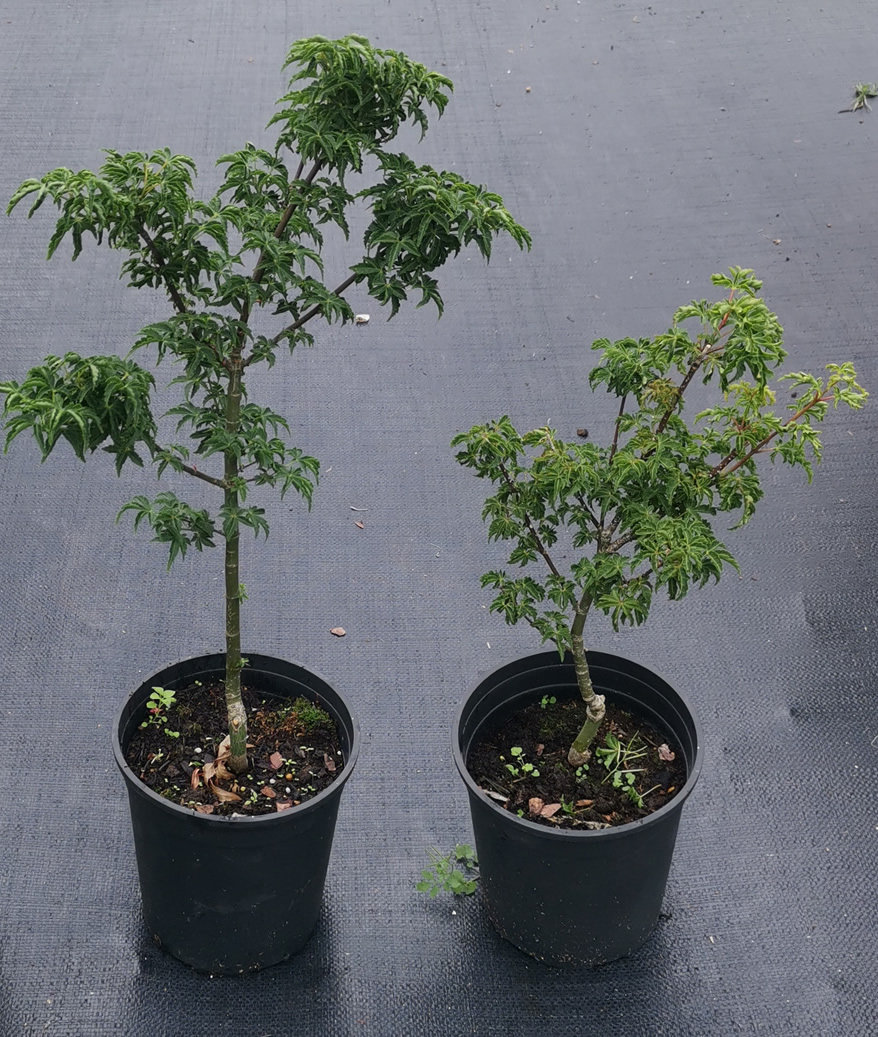 芦岭枫树园 狮子头 盆栽庭院矮性小叶日本红枫--正常48小时内发货,鲜花速递/花卉仿真/绿植园艺,绿植,淘宝优惠券,粉丝福利购,淘宝优惠卷