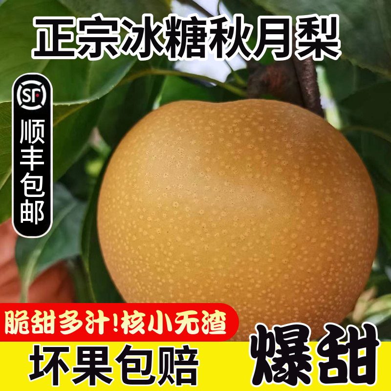 秋月梨脆甜冰糖梨子整箱包邮