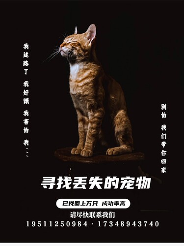 重庆寻猫找猫团队重庆找猫
