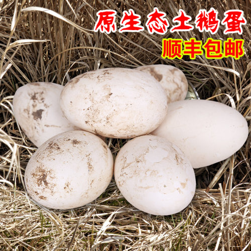 正宗土鹅蛋农家散养粮食鹅蛋新鲜鹅蛋初生蛋超大孕妇12个120-150g