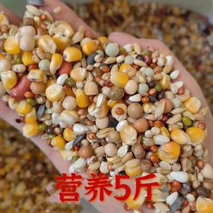 信鸽手养鸽鸽粮营养全面