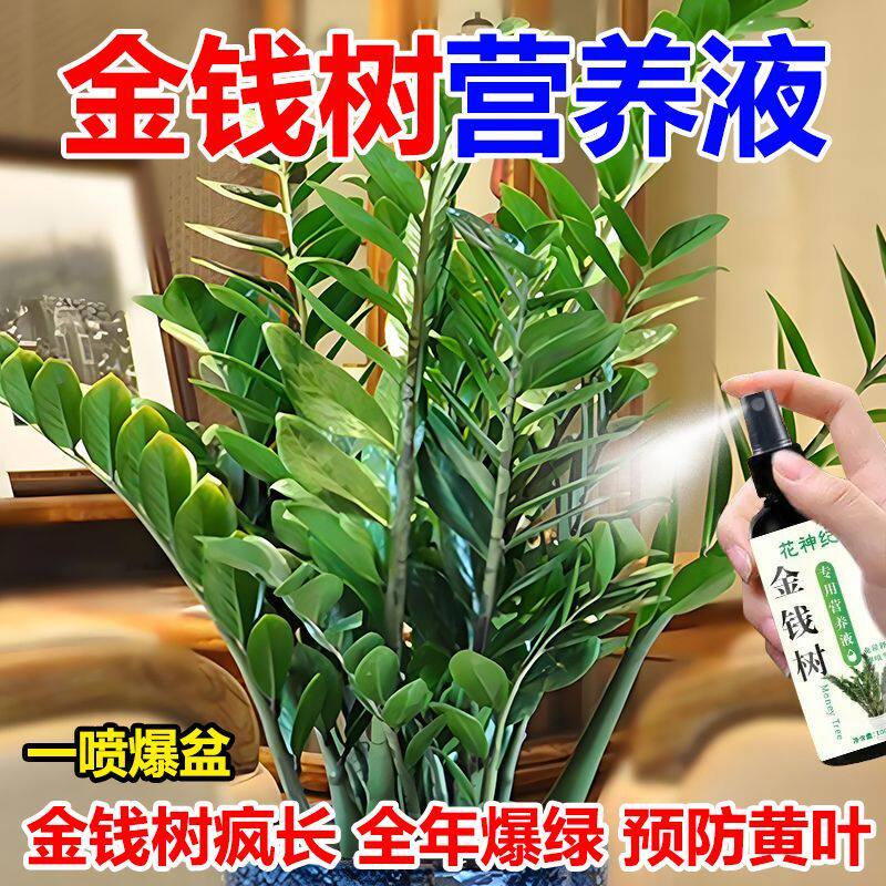 金钱树营养液黄叶急救宝烂根免稀释液体肥料促生长绿叶爆芽不伤苗