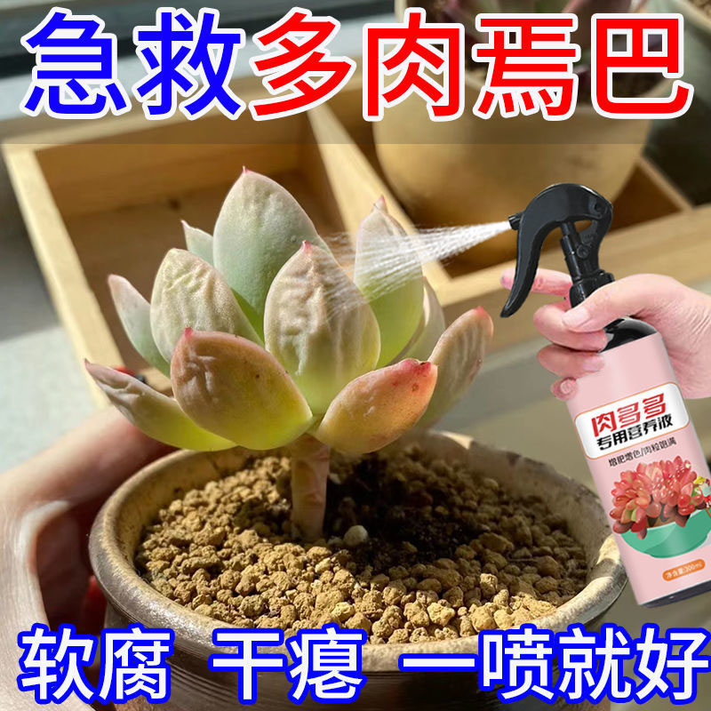 【多肉专用】肉多多营养液肥料植物花肥增色生根液体肥养促进生长
