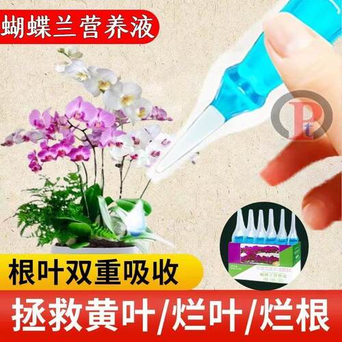 蝴蝶兰营养液促花防黄叶烂根