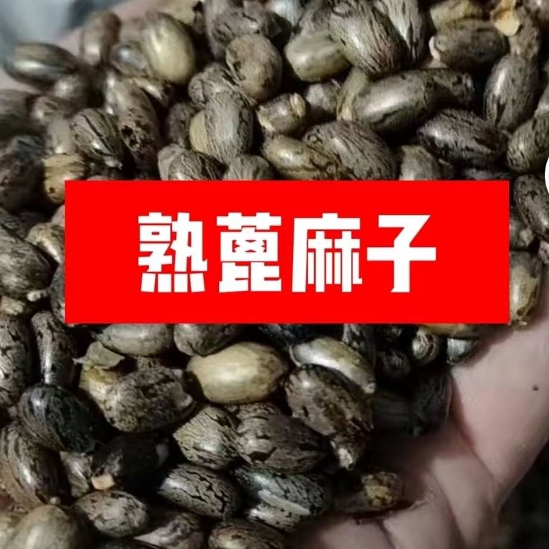 炒熟的蓖麻子肥料君子兰专用肥腰肥氮磷钾肥兰花用肥各种花卉通用