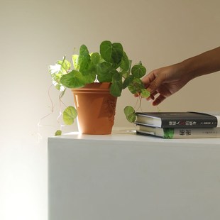 圆叶山乌龟招财龟爬藤块根植物室内客厅阳台办公桌面盆栽有趣盆景